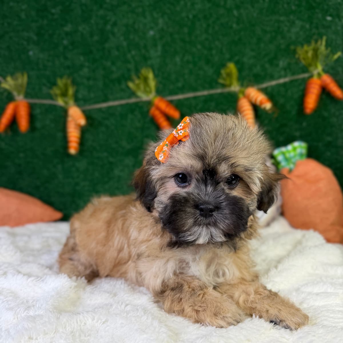 Darla