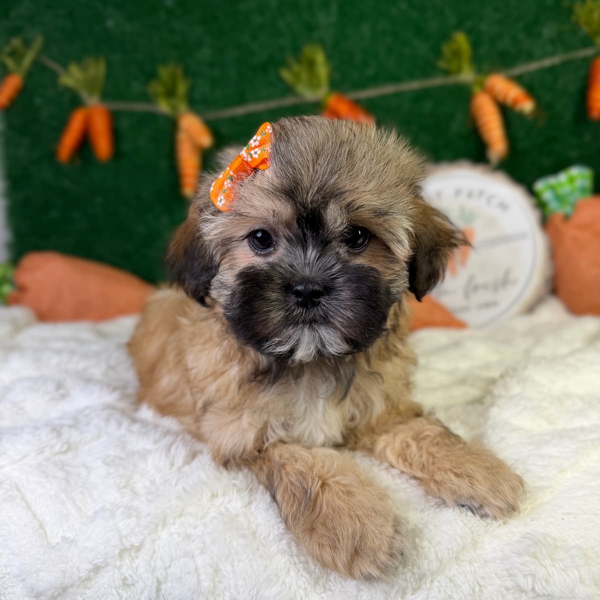 Darla - 2