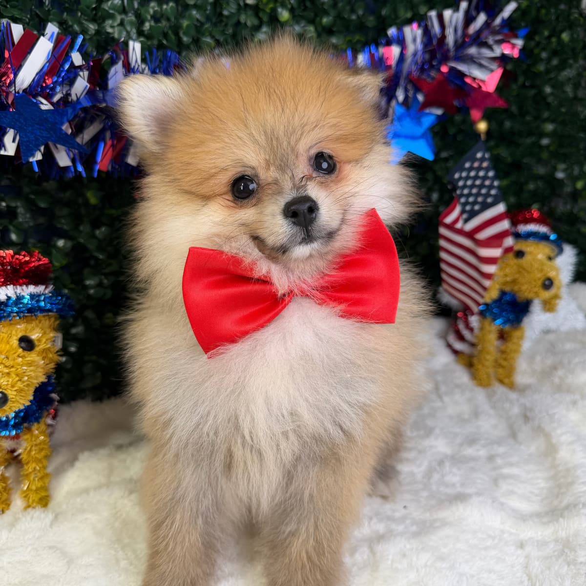 Chico